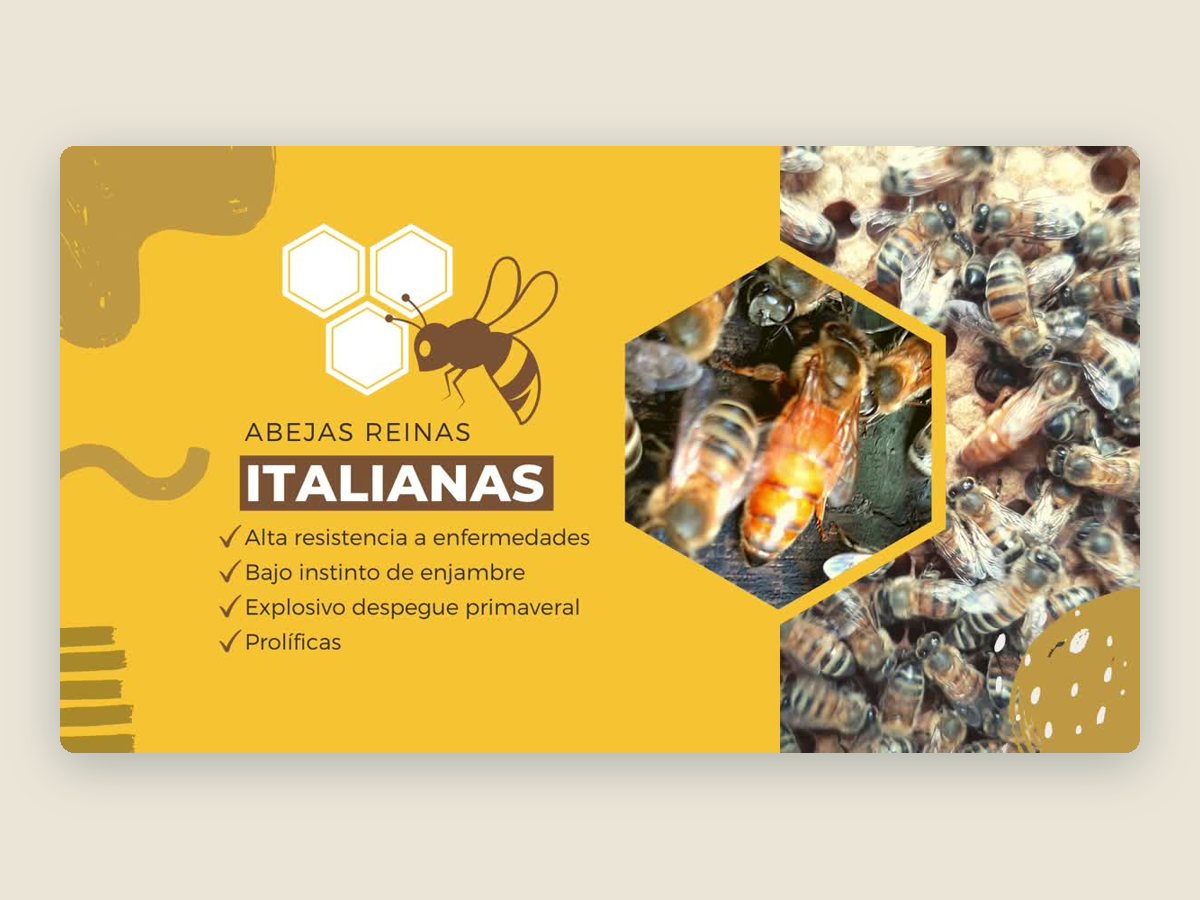 Fotograma del spot en video: abejas reinas italianas